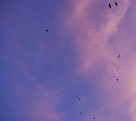 Vögel am Abendhimmel