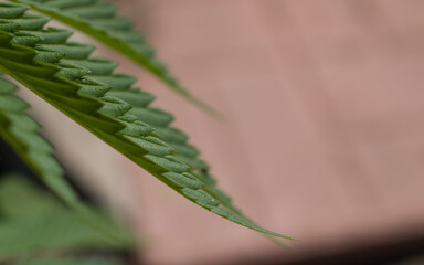 cannabis leaf close up marijuana plant green leaf edges 