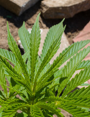 cannabis leaf close up marijuana plant green leaf edges 