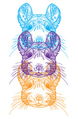 Chinchilla. Doodling coloring, meditative coloring. Patterns, dots, stripes. Cute animals.