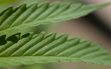 cannabis leaf close up marijuana plant green leaf edges 