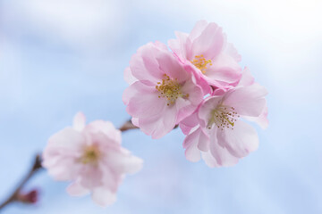 Fototapeta na wymiar Pink Japanese cherry blossom macro on sky background