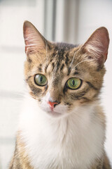 Close up portrait of brown cat with white parts of fur and big green eyes on white background. Domestic animal concept with beautiful kitty, as wallpaper. Young cat with small pink nose.