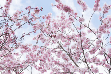 Sakura pink cherry tree blossoming on the blue sky background