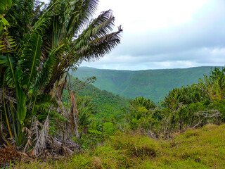 Fototapeta na wymiar Black River Gorges national Park, Mauritius