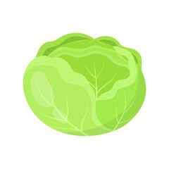 fresh cabbage isolated on white, vector illustration