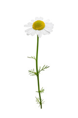 Flower of chamomile (Matricaria chamomilla) isolated on white background. Medicinal plants. 