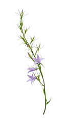 Twig of Campanula (bellflower) with blue flowers and buds isolated on white background