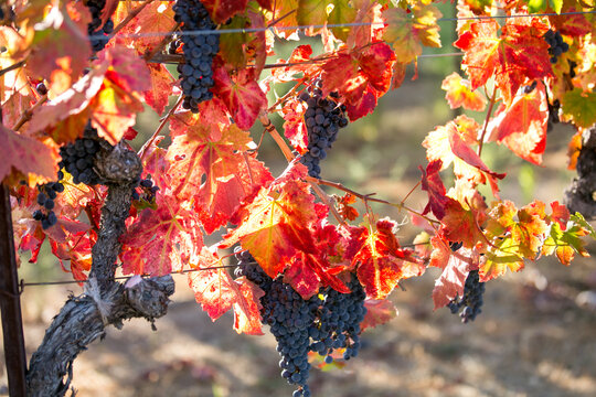 Wine grapes ready for harvest in autumn