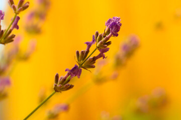 Lavender bouquet: bright purple flowers on yellow background