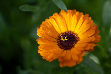 Orange flower with dewdrops of common marigold (Calendula officinalis) from the the daisy family, edible garden plant and medicinal herb for cosmetics, dark green background with copy space