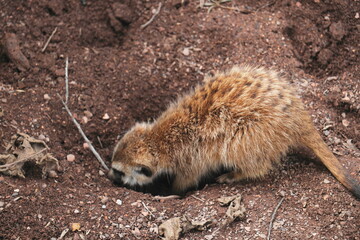 Obraz premium Meerkat
