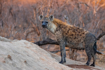 Hyena coming out of the den early in the morning in the warm light of the sunrise in Sabi Sands game reserve in the Greater Kruger Region in South Africa