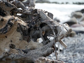Baumwurzel am Strand von Sassnitz auf Rügen