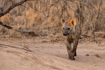 Hyena coming out of the den early in the morning in the warm light of the sunrise in Sabi Sands game reserve in the Greater Kruger Region in South Africa
