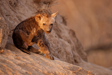 Hyena pup coming out of the den early in the morning in the warm light of the sunrise in a game reserve in the Greater Kruger Regionin South Africa