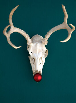 Mule deer skull on dark green background with red ball for nose