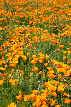 Field of California poppies, state flower of California