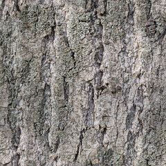 old rustic wood tree bark with moss, seamles texture