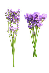 Lavender flowers bundle isolated on white background.