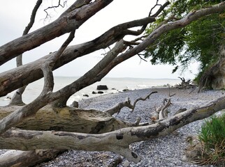 Bäume am Kieselstrand von Sassnitz auf Rügen