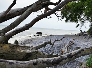 Baumstämme am Strand von Sassnitz