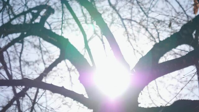 Dried Tree Branches 8