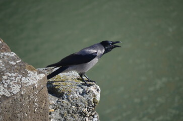 bird on a rock