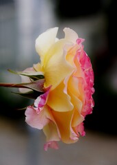 Fototapeta na wymiar Rosenblüte gelb rosa
