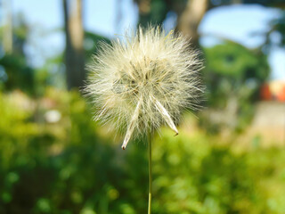 Meadow salsify is a biennial plant in the family Asteraceae, I found in Kalimantan island