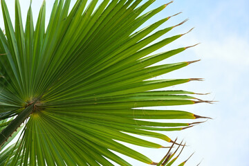 Obraz na płótnie Canvas Green palm leaf from below against the blue sky with clouds, nature background, copy space, selected focus, narrow depth of field