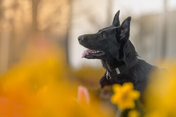 Black german shepherd dog in yellow flowers