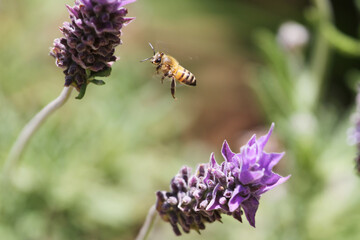 bee flying on purple flower with green background