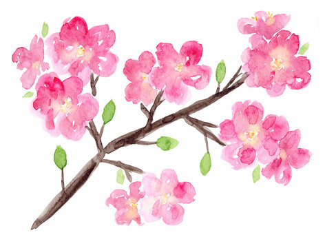 Bright watercolor sakura branch with pink flowers and small green leaves. Hand drawn watercolour cherry tree with blossoms for spring or summer greeting cards, invitations, pattern design