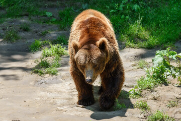 Big brown bear in the zoo. © nedomacki