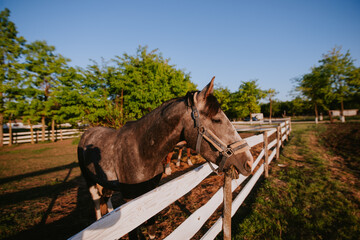Side view of a a beautiful brown horse on a farm