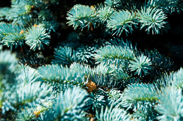 Fresh green needles. Bright spruce branches. Branches of blue spruce, close-up macro.Photos natural background. Shallow depth of field.  New Year, Christmas  evergreen tree. Light blue fur-tree. 