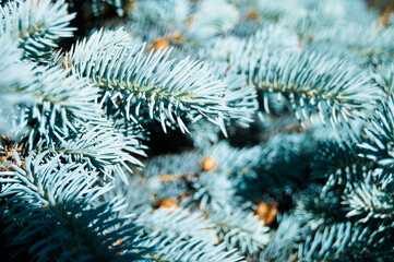 Naklejka na ściany i meble Fresh green needles. Bright spruce branches. Branches of blue spruce, close-up macro.Photos natural background. Shallow depth of field. New Year, Christmas evergreen tree. Light blue fur-tree. 