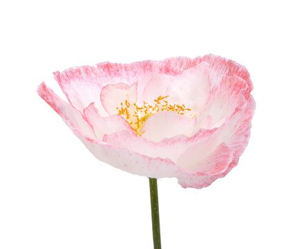 White and pink poppy flower isolated on the white