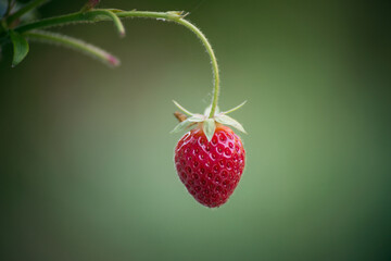 closeup of organic strawberries in a greenhouse