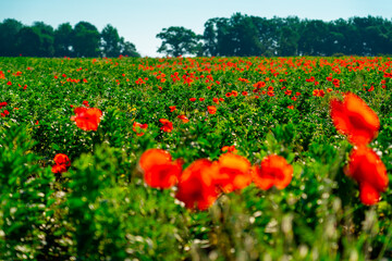 Spring poppies in a field of green