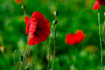 Spring poppies in a field of green