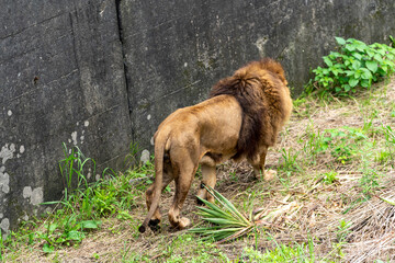 [動物]ライオン