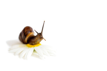 Snail on a flower.Chamomile isolate on white. Spa concept, natural nature.