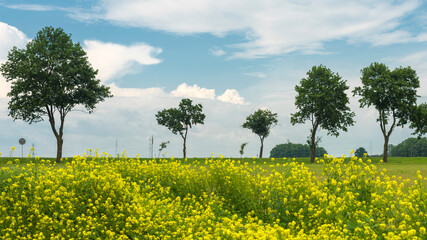 Spring field with rapeseed flowers. Idyllic rural landscape with rape field and fresh green meadow on sunny day