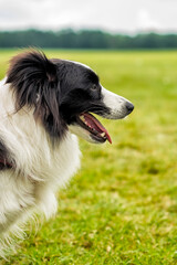 Border Collie Dog on a Spring Meadow. Portrait of a Border Collie Dog