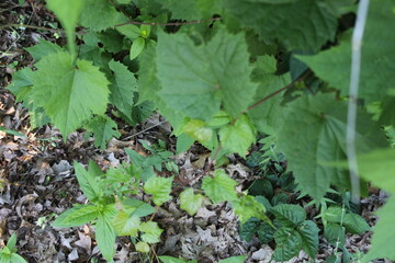 green leaves of a tomato