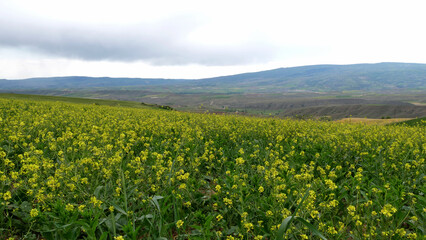 green field. beautiful green landscape