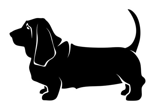 Vector black silhouette of a standing basset hound dog isolated on a white background.