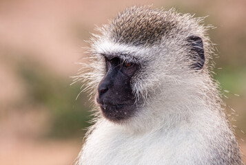 Vervet monkey in South Africa in Kruger National Park